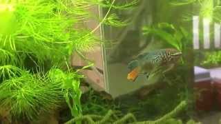 Blue Gularis Killifish Fundulopanchax sjoestedti [upl. by Asirral593]