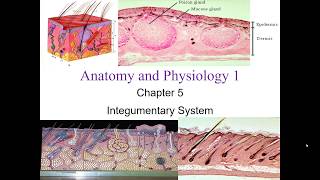 Chapter 5 Integumentary System [upl. by Rodd462]