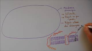 Structure cellulaire 1  Membrane noyau appareil de Golgi [upl. by Ama]