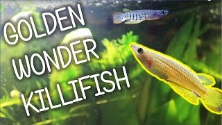 Golden Wonder Killifish  Basic Care [upl. by Jempty]