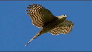 Sparrowhawk Bird Call Bird Song [upl. by Eita747]