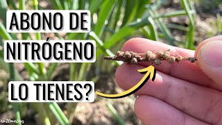 ABONO DE NITRÓGENO GRATIS logra el MÁXIMO CRECIMIENTO con este cultivo  en20metros [upl. by Nagap]