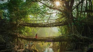 Meghalaya Living Root Bridges [upl. by Atiana]