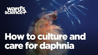 Caring and Culturing for Daphnia [upl. by Aztiraj790]