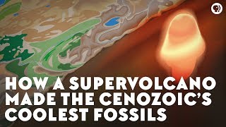 How a Supervolcano Made the Cenozoic’s Coolest Fossils [upl. by Eirrot514]