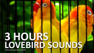 Lovebird Chirping Sounds 3 Hours  A Pair of Lutino [upl. by Ahsimrac]