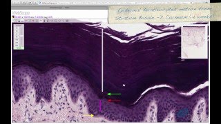 Histology Helper  Skin Histology [upl. by Sand626]