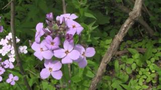 Dames Rocket identification of the Wisconsin Invasive Species Hesperis matronalis [upl. by Yreffeg]