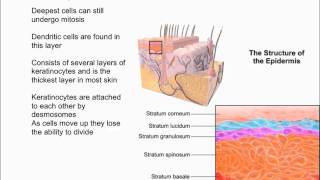 Layers of the Epidermis [upl. by Alrzc]