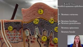 Anatomy of the Skin [upl. by Fang]