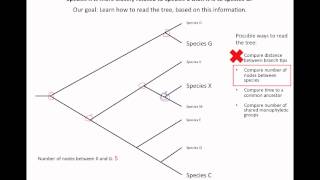 How to read an evolutionary tree [upl. by Nylad]