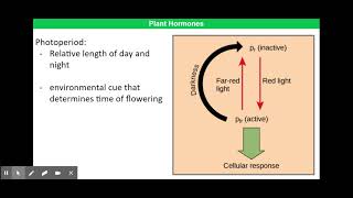 Phytochromes [upl. by Assirahc982]