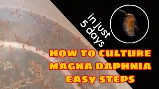 How to Culture Magna Daphnia Easily [upl. by Philippe381]