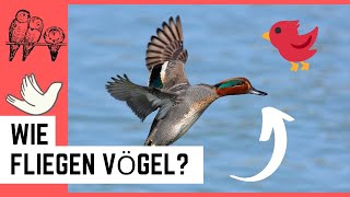 Wie fliegen Vögel [upl. by Ray]