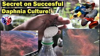 How to Culture Daphnia Successfully [upl. by Atolrac]