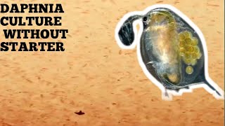 HOW TO CULTURE DAPHNIA NATURALLY WITHOUT A STARTER [upl. by Marketa40]