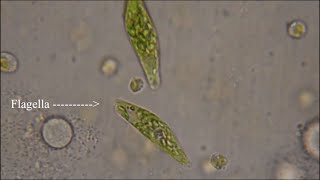 Euglena  The Flagellate [upl. by Woodcock]