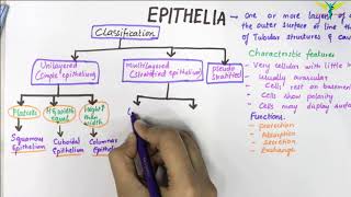 EPITHELIUM  Classification  Basic Histology [upl. by Notrub]