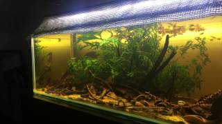 Lampeye killifish biotope [upl. by Aneehsal]