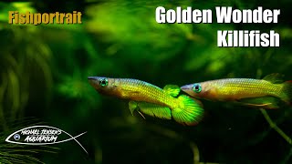 Golden Wonder Killifish  Aplochelius Lineatus Gold [upl. by Amelita]