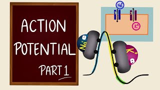 Action Potential  Part 1  Ionic Basics  Nerve Muscle Physiology [upl. by Atig]