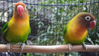 Lovebird Singing amp Chirping Sounds  Green Fischer Pair [upl. by Ahselrak]