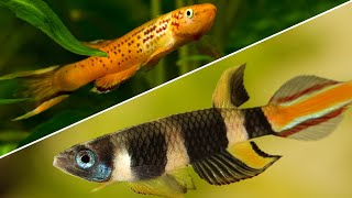 Top 5 Killifish That Every Beginner Should Try [upl. by Friederike13]