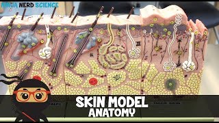 Integumentary System  Skin Model Anatomy [upl. by Harts]