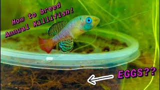 How to Breed Annual Killifish Nothobranchius [upl. by Wrightson]