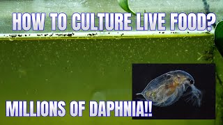 How to Culture Daphnia Secret Method to Breed MILLIONS  Simply Aquatic [upl. by Snehpets]