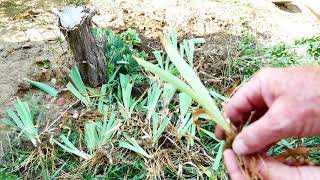 How to Divide and Plant Bearded Iris [upl. by Ahsienad]