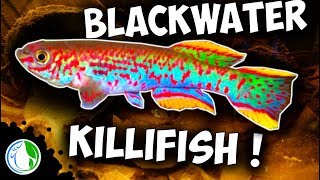 BLACKWATER GARDNERI KILLIFISH AQUARIUM SETUP P82 [upl. by Grenier]