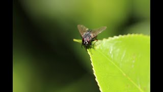 Fliegengeräusche  fly sounds [upl. by Imeka673]