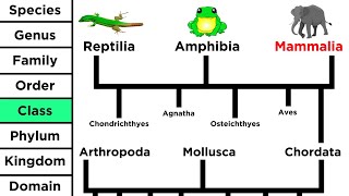 Phylogeny and the Tree of Life [upl. by Hanyaz]