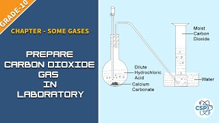 To Prepare Carbon Dioxide Gas In Laboratory  NEB Class10 [upl. by Adnoval]