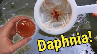 How I Culture Daphnia In Outdoor Tubs [upl. by Brandwein]