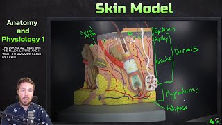 Skin Model Anatomy Overview  Anatomy and Physiology 1 [upl. by Ahsitaf]