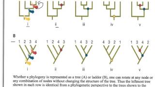 How to Interpret Phylogenetic Trees [upl. by Swarts795]