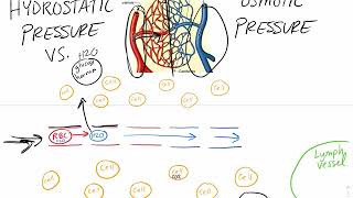 Hydrostatic pressure vs Osmotic pressure in Capillaries [upl. by Huskamp423]