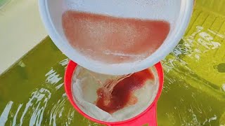 How to culture daphnia  Daphnia culture  How to grow daphnia outdoor [upl. by Akinam]