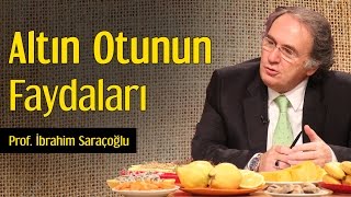 Altın Otunun Faydaları  Prof İbrahim Saraçoğlu [upl. by Leahcimaj]