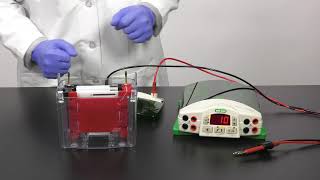 Quick Tips How to Setup a Mini TransBlot Cell for Western Blot Transfer [upl. by Anawqahs559]