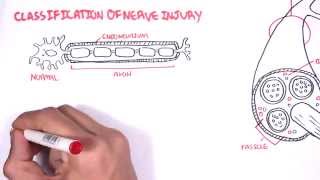 Olfaction Physiology  Transduction and pathway [upl. by Tezzil]