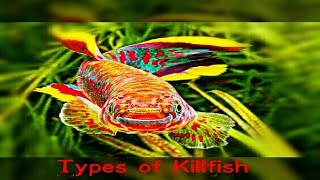 6 Types Of Killifish You Never Seen Before [upl. by Aloysia]