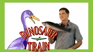 Hesperornis  Dinosaur Train  The Jim Henson Company [upl. by Llywellyn]