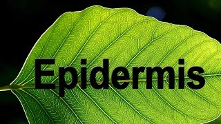 Epidermis in Plants  Biology  Science  Letstute [upl. by Macur]