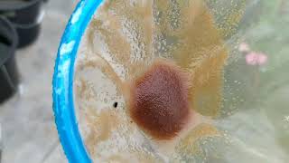 How to culture daphnia moina in a small container Part 1 English Subtitle [upl. by Lucho]