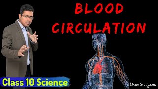 Life Processes 2  Blood Circulation  CBSE Class 10 X Science Biology  Toppr Study [upl. by Callista124]