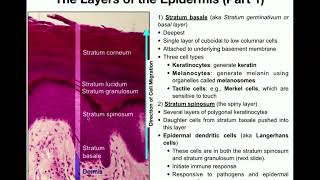 The Integumentary System  The Epidermis [upl. by Kristin975]