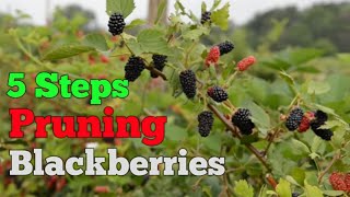 5 EASY Steps when Pruning Blackberries [upl. by Assiralk]